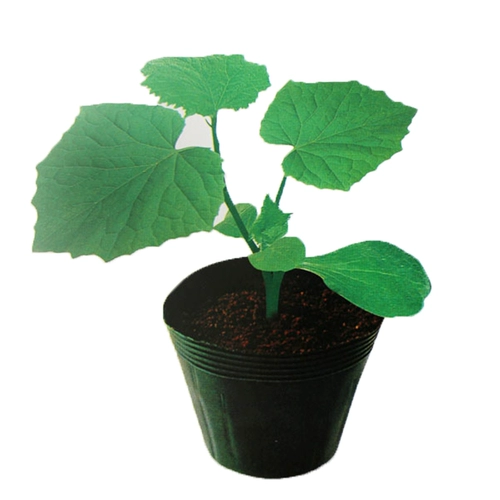 Он Zhiyuan Cedar Riftstock Croot Seed Seed Seed Abrimelon Glore тыква тыква