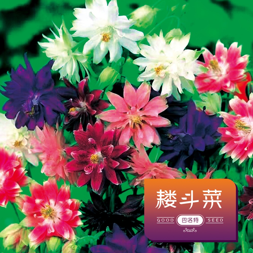 耧斗菜巴洛特花种子四季易活