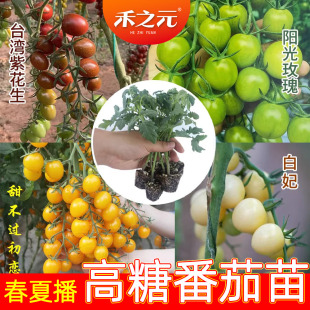 小番茄秧苗千禧圣女果釜山88梦想真甜西红柿苗青甜二号2菜秧苗