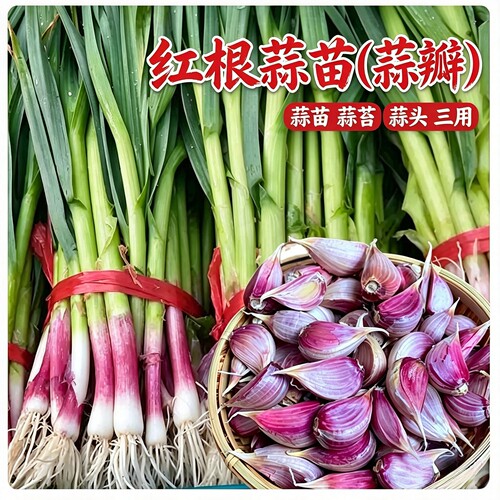 红根盆栽蔬菜孑秋冬季大蒜苗