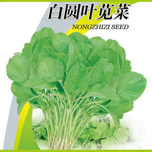 种植春季 蔬菜种阳台秋冬季 白苋菜种子盆栽小青菜野菜种籽苋菜四季