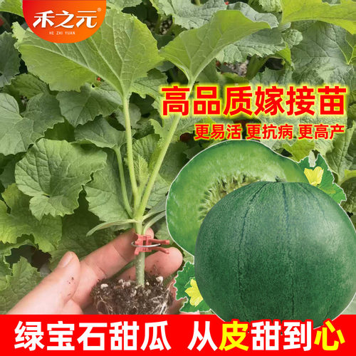 高品质绿宝石甜瓜苗薄皮