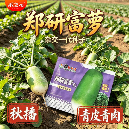 郑研富萝萝卜种子水果萝卜