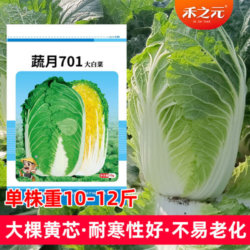 蔬月701大白菜种子黄心大白菜籽