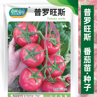 沙瓤四季 西红柿种籽 水果西红柿苗 番茄种子 普罗旺斯番茄苗种子
