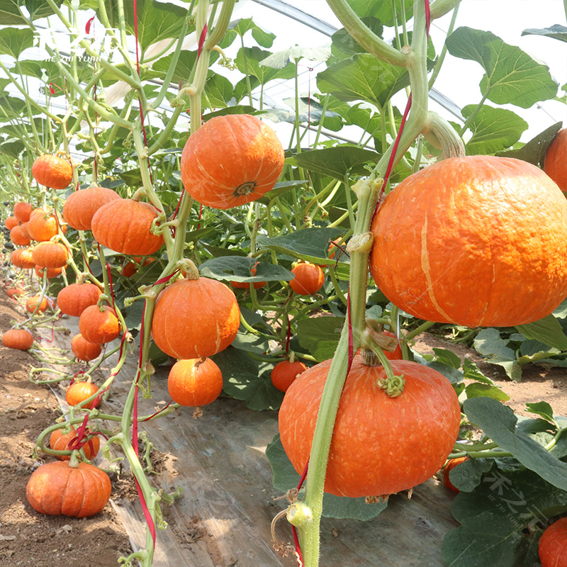 四季南瓜种子蔬菜甜面种子
