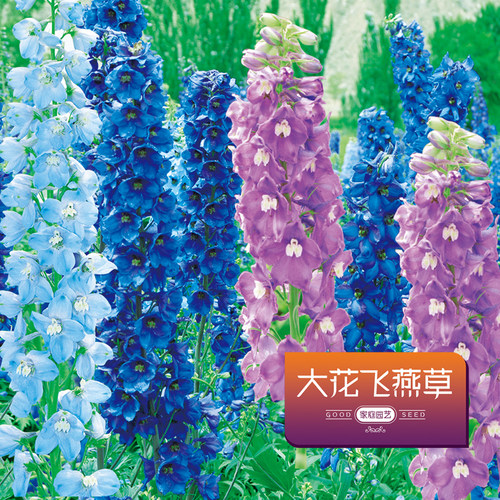 宿根飞燕草种子室内外盆栽庭院