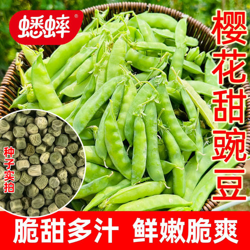 樱花甜豌豆甜脆青豆冬季