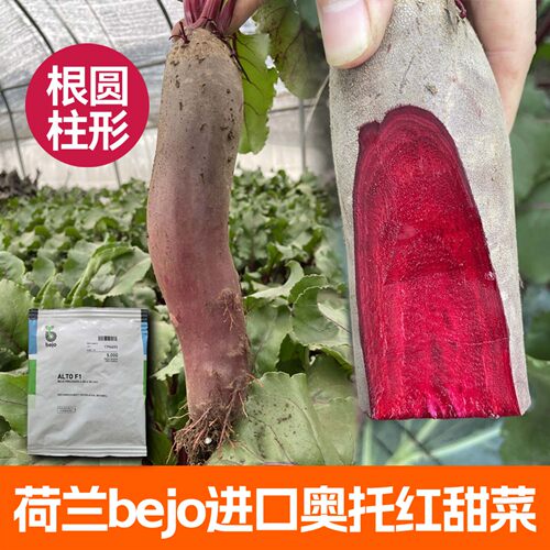 荷兰奥托红甜菜根种子长型根甜菜
