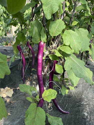 Яйца Hangzhou № 1 длинные яичные яичные яичные семена яичка для яиц.