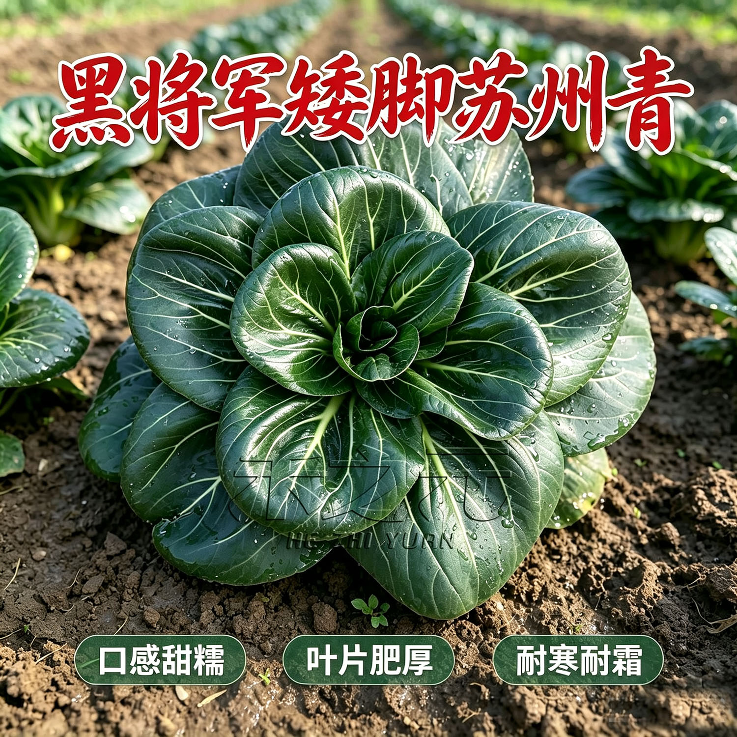 农家苏州蔬菜籽秋冬季种孑上海青图片