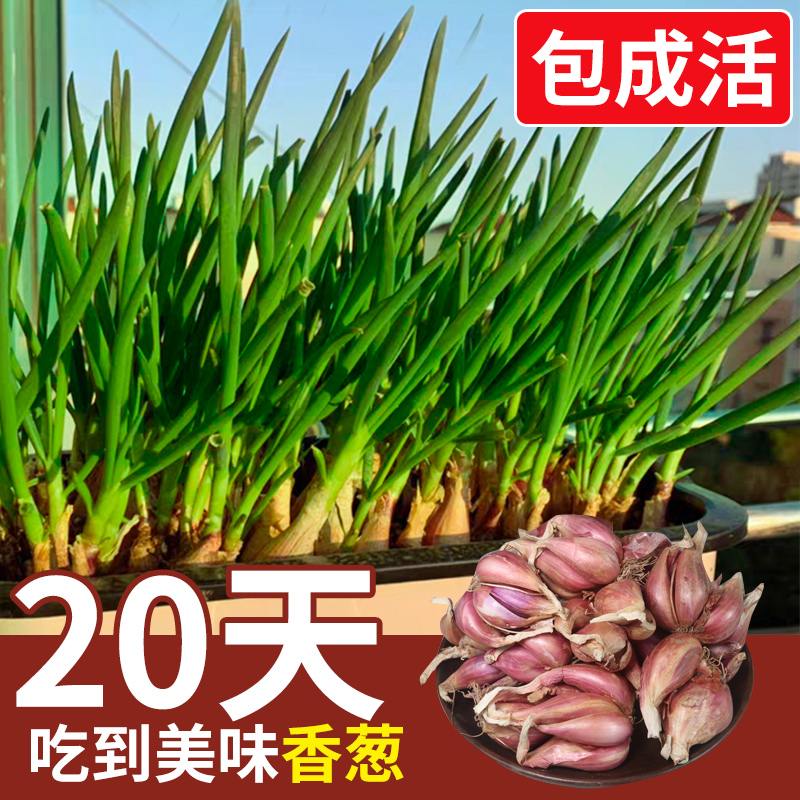 春天种的小葱苗可以盆栽