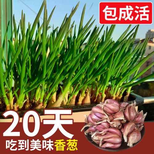 春天种的小葱苗可以盆栽