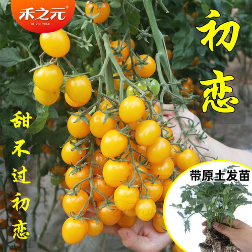 蔬菜初恋超甜樱桃西红柿番茄种子
