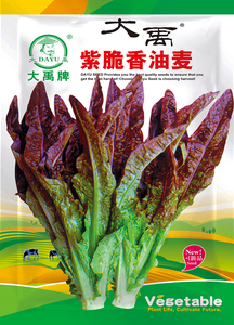 叶菜种子