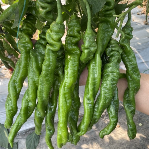 Винтовые саженцы перца, скалистый перец, перец перц