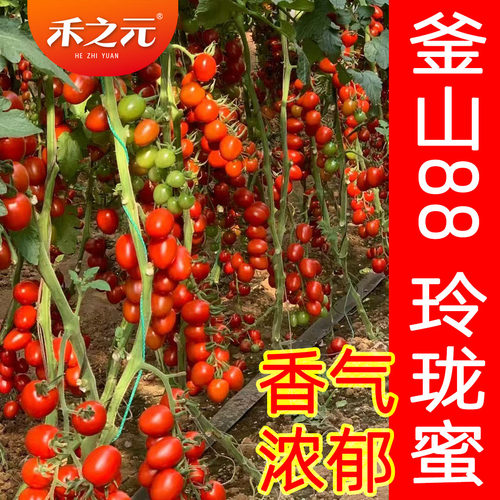 西红柿圣女果种子蟋蟀四季