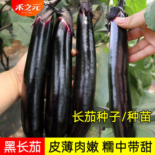 特高产茄子苗带土种子