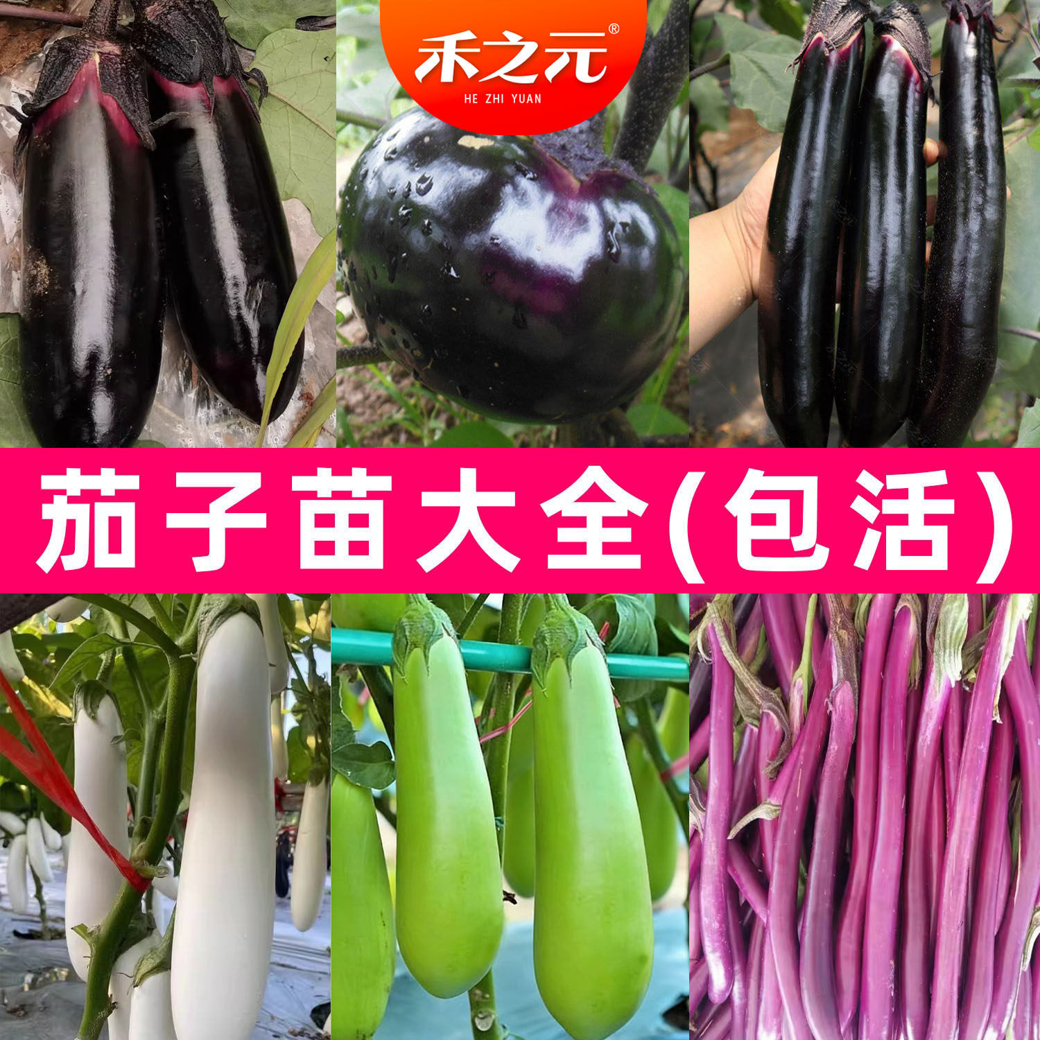 茄子苗带土紫长茄种子绿长茄苗秧苗茄子苗大全线茄子四季蔬菜种圆