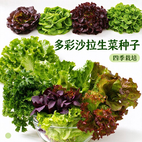 意大利生菜种子大全罗马生菜种孑结球种籽四季阳台盆栽菜籽种蔬菜 - 封面