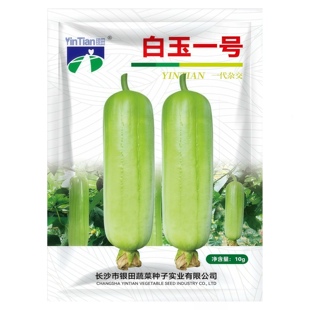 白玉一号丝瓜种子肉丝瓜水瓜丝瓜大田奶油丝瓜四季种籽蔬菜种孑春
