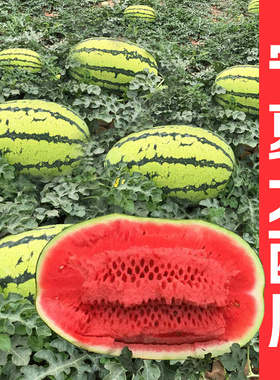 东方正大进口夏狮五号西瓜种子花皮大西瓜宁夏富硒西瓜种籽宁夏红
