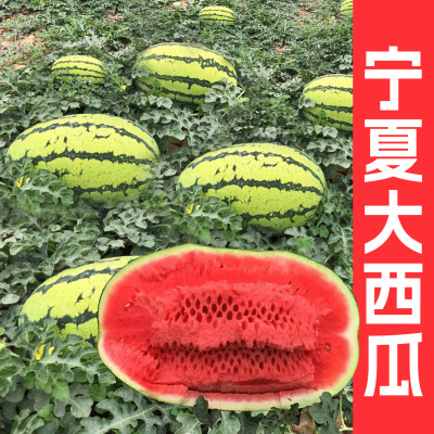夏狮五号西瓜种子宁夏富硒西瓜籽