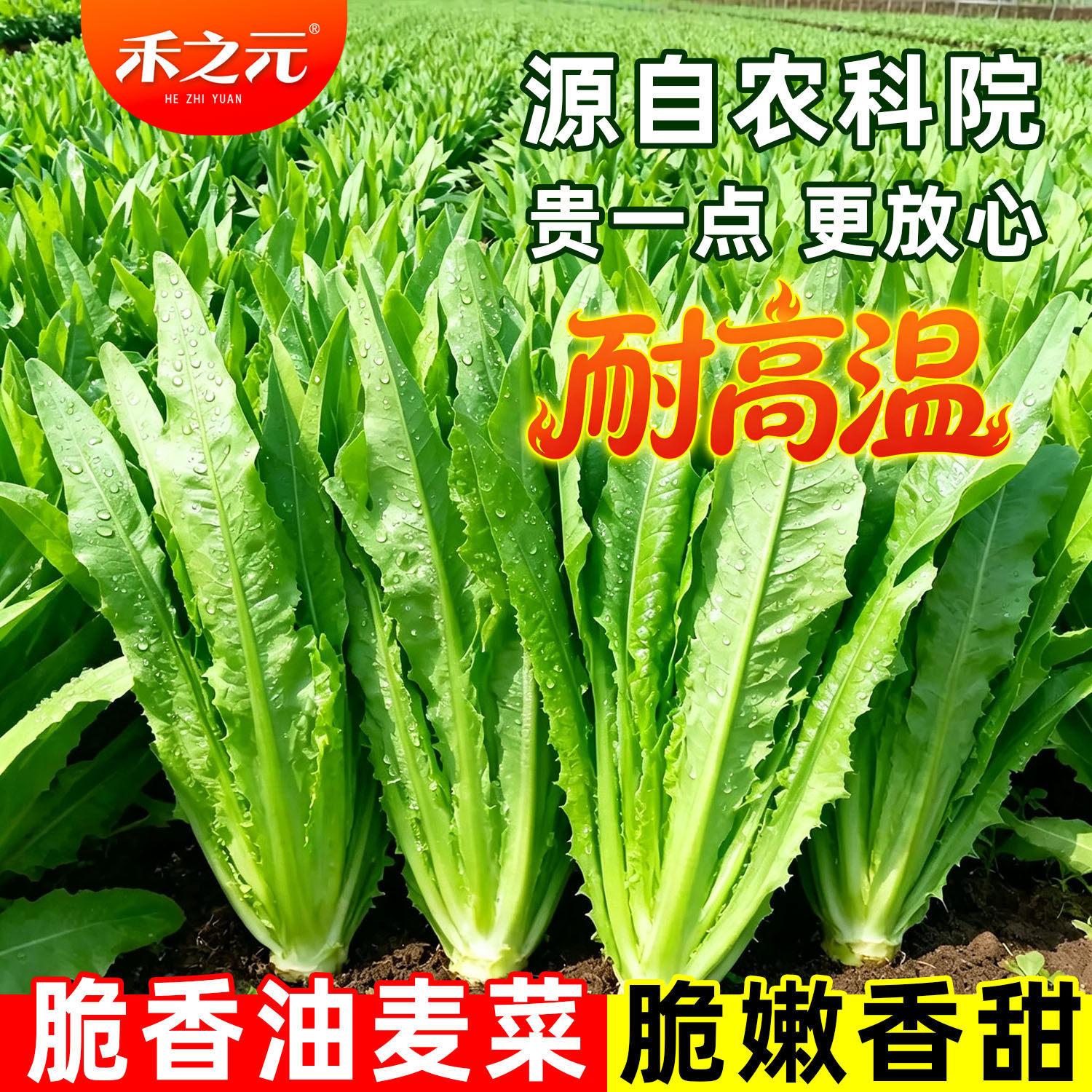 油麦菜籽种子大全油麦菜种四季盆栽春秋冬季蔬菜种籽热耐高温菜种