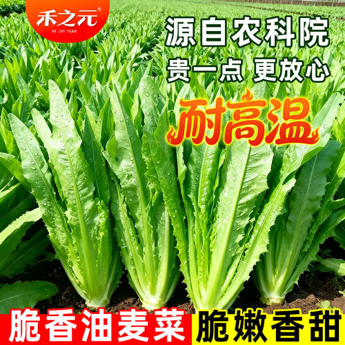 油麦菜籽种子大全油麦菜种四季盆栽春秋冬季蔬菜种籽热耐高温菜种 - 封面