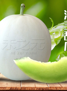 皓玉甜瓜种籽早熟春季白皮香瓜种孑水果超甜特大四季超甜甜瓜种子