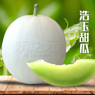 皓玉甜瓜种籽早熟春季 超甜甜瓜种子 白皮香瓜种孑水果超甜特大四季