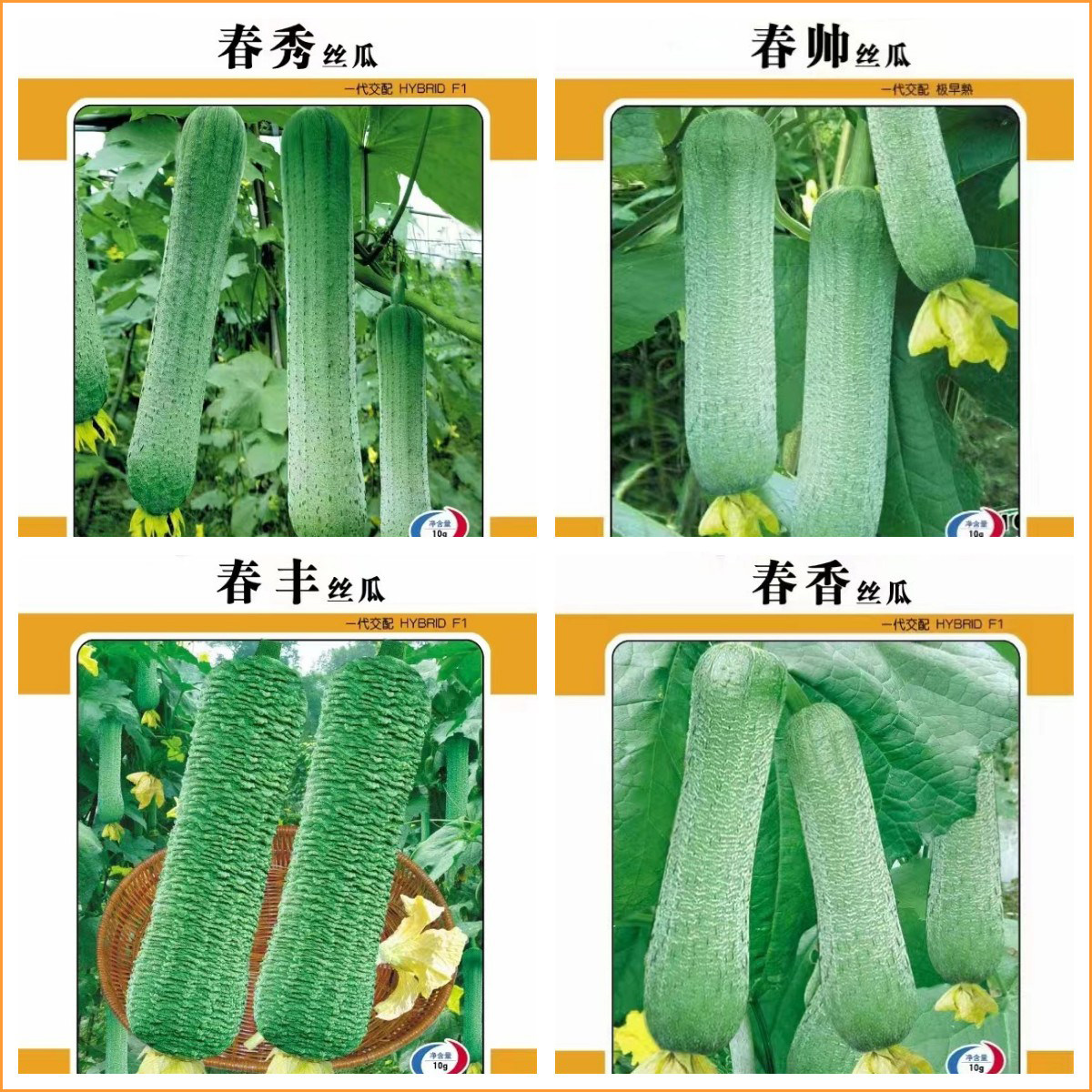 春丰肉丝瓜种子春香春帅春秀丝瓜种籽四季早熟蔬菜农家春丝瓜种孑