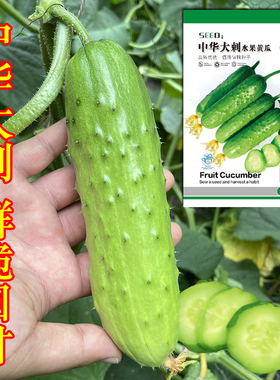 中华大刺水果黄瓜种子菜籽旱黄瓜种籽四季黄瓜秋盆栽苗秧蔬菜种孑