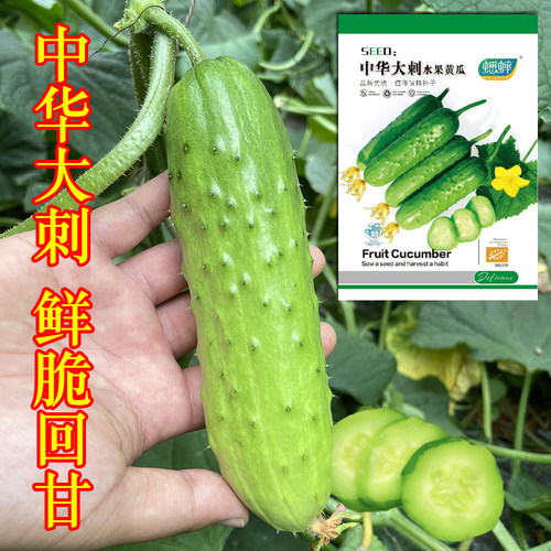 中华大刺水果黄瓜种子