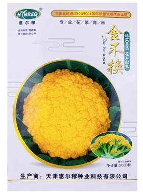 黄花菜种子黄色花椰菜种籽四季菜花水果法国日本流行秋春季