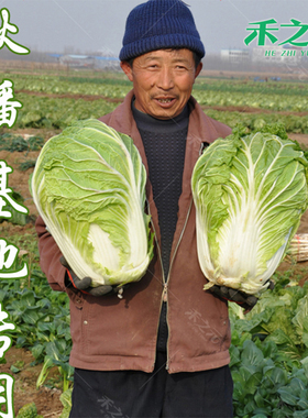 大白菜种子白菜籽蔬菜山东胶州白菜种孑冬季四季种籽大全秋季5869