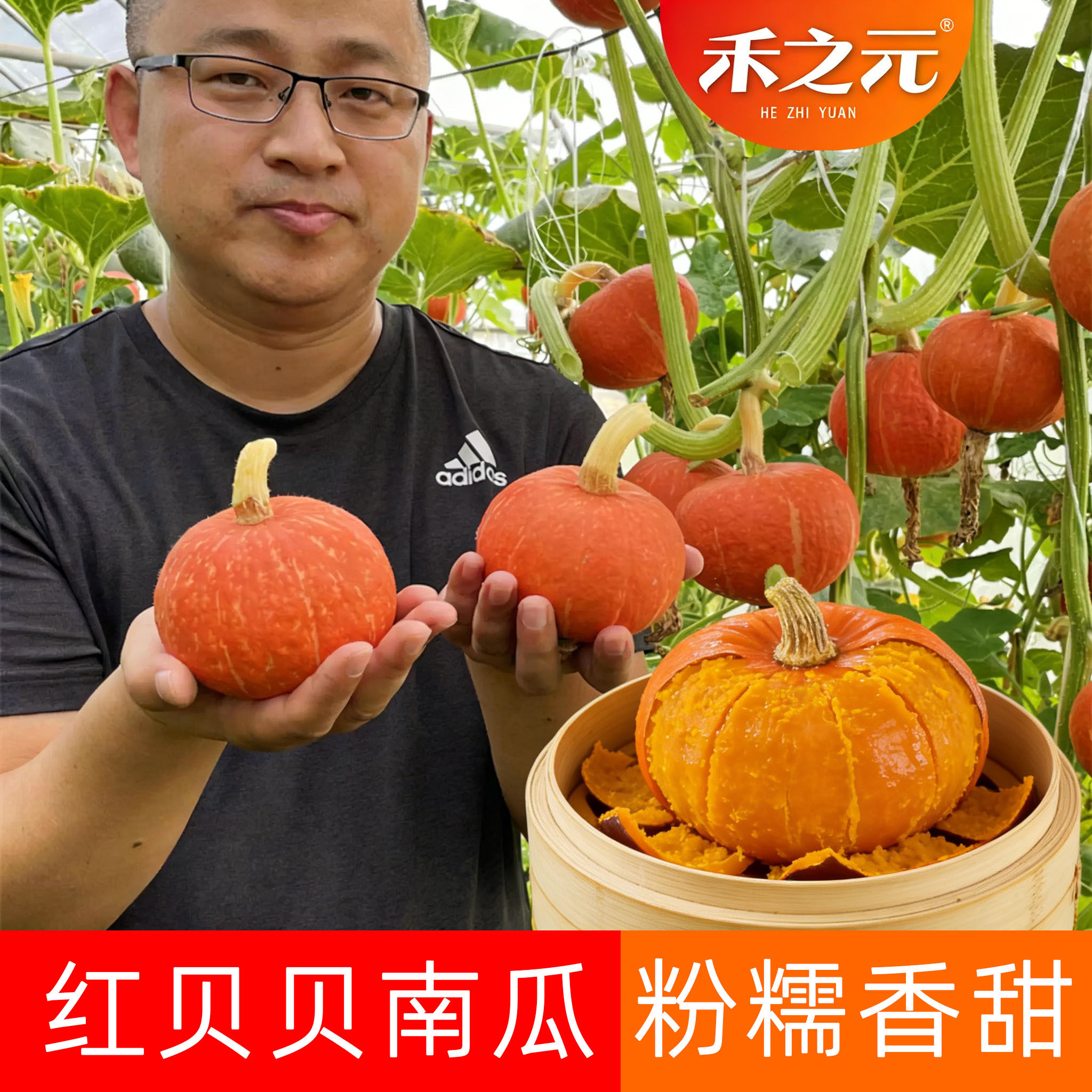 红贝贝南瓜种子板栗南瓜种籽四季春夏冬季盆栽蔬菜种孑大全迷你籽