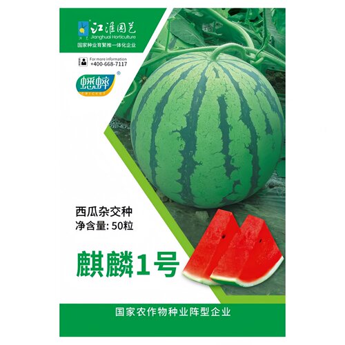 冰糖麒麟一号二号西瓜种子