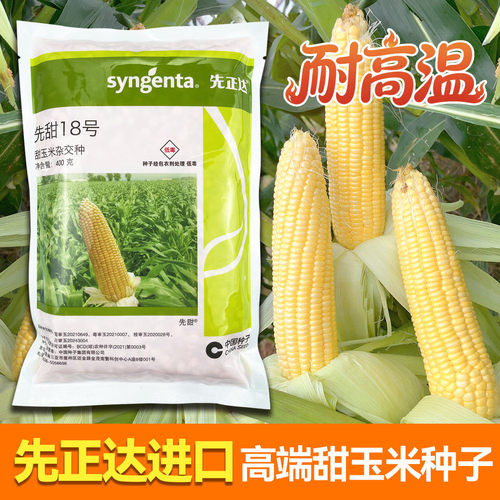 先正达进口甜玉米种子先甜18号水果玉米种子超甜黄四季春夏季种籽