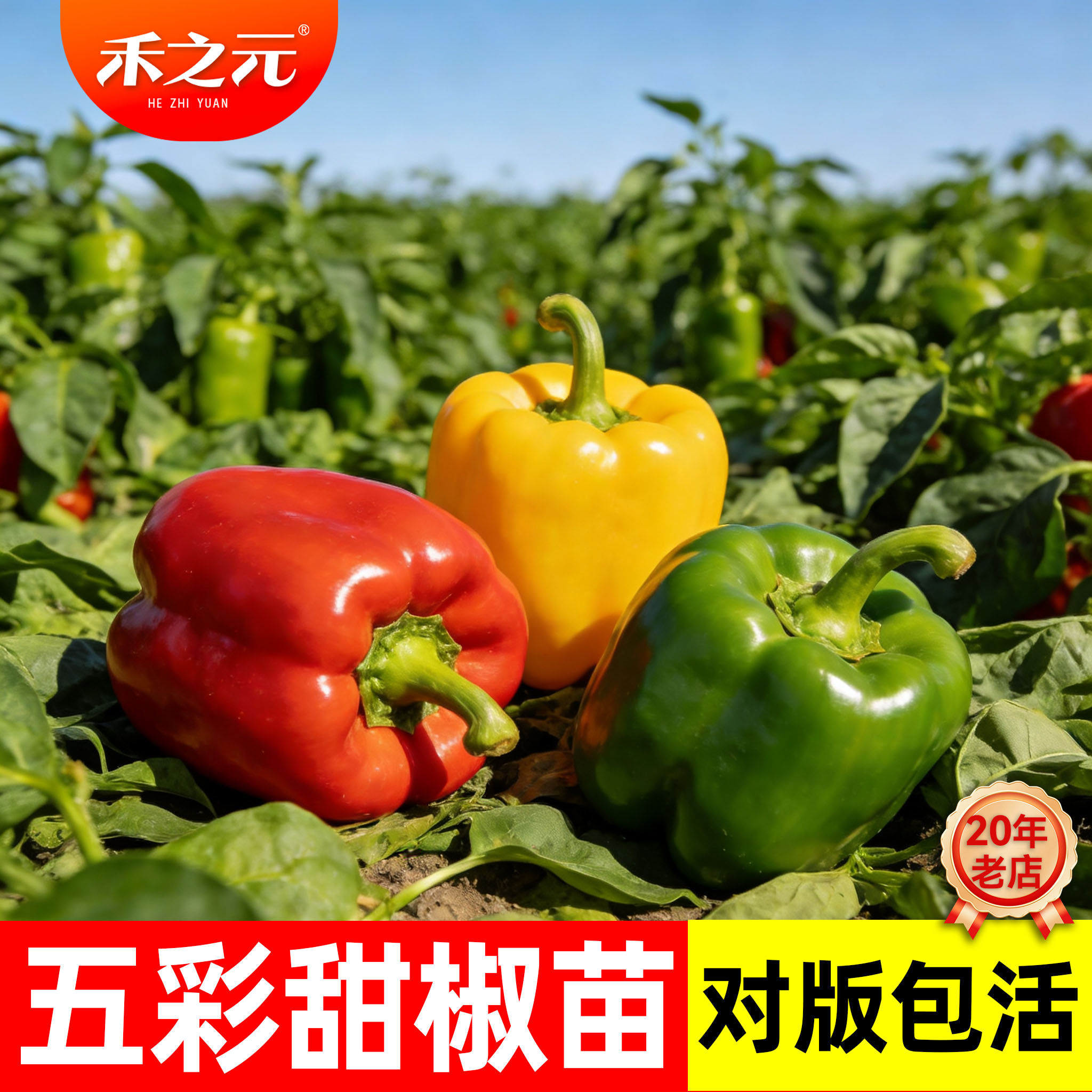 青椒种子红椒黄高产甜椒种籽四季辣椒五彩春季南方禾之元蔬菜种孑