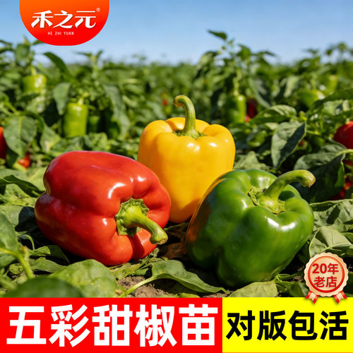 蔬菜高产盆栽五彩春季南方甜椒
