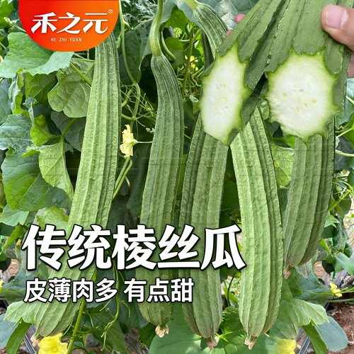 农家特菜四季爬藤棱丝瓜