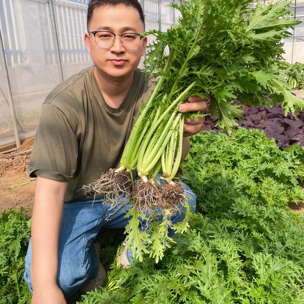 禾之元种业京水菜种子水晶菜种籽春季野菜种子四季种短青孑籽青菜