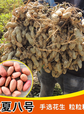 山东大花生种子红山东花生种籽 大粒 四粒红 花生种籽黑花生春季