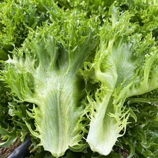 菊花沙拉生菜种子四季 盆栽橡叶蔬菜种籽小青菜籽春夏秋冬阳台种孑