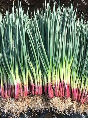 Семена красно -корня и семена лука -лука -лука, семена лука -лука и семена лука, а также семена и семена в горшках осенью и зимой