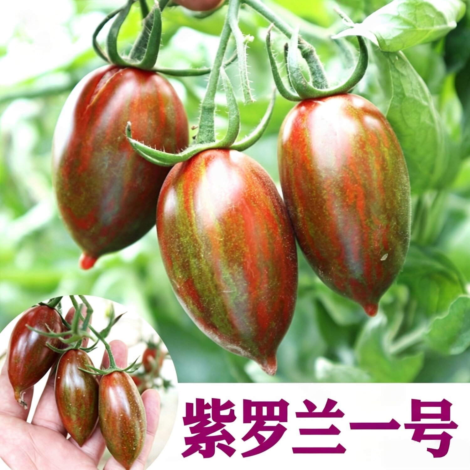 紫罗兰一号番茄种子圣女果蔬菜籽图片
