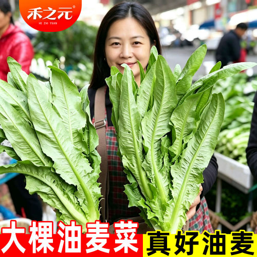 蟋蟀牌农家四季油麦菜种子青大全