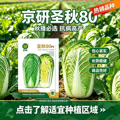 蔬菜寿光山东秋冬季农科院大白菜