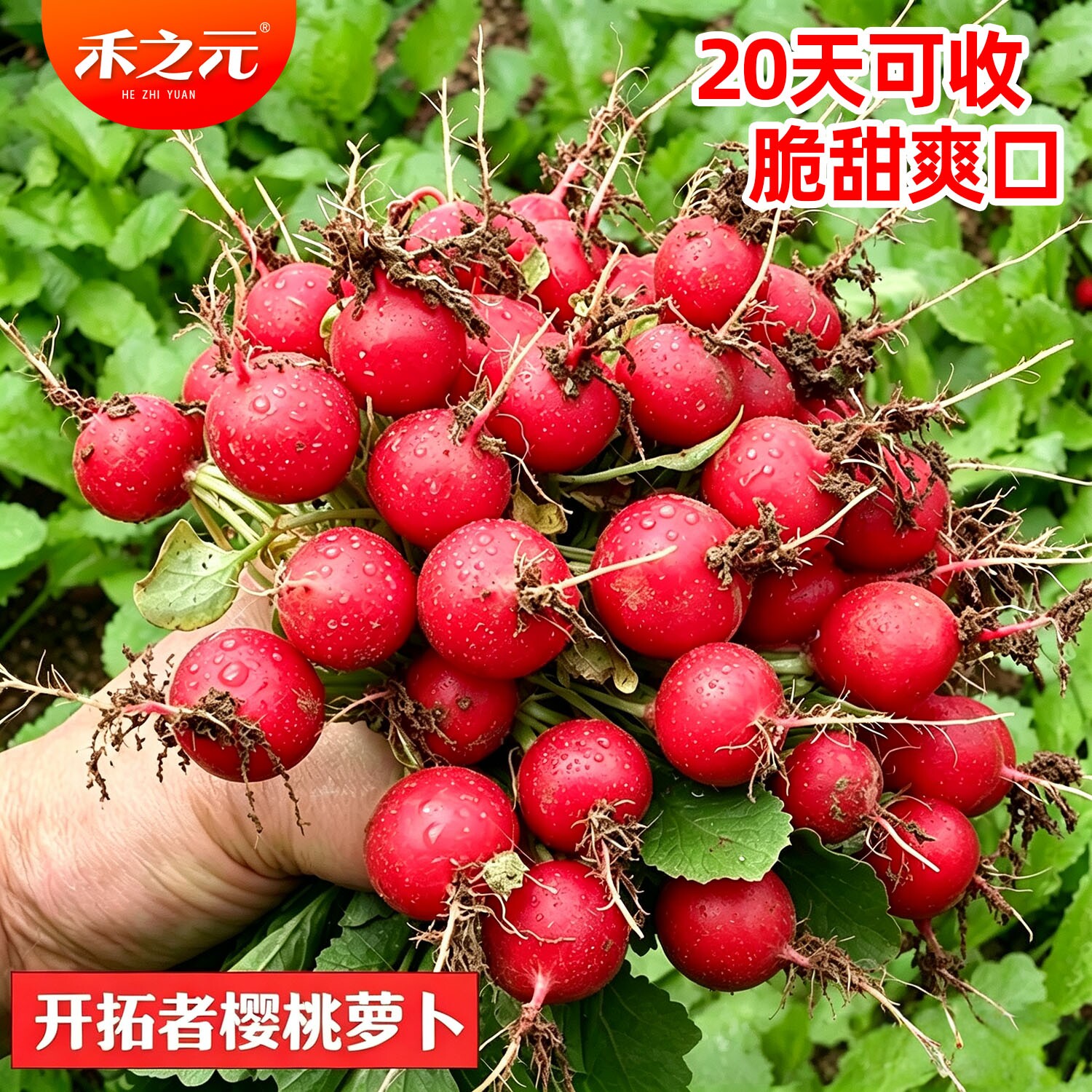 四季阳台盆栽樱桃萝卜种28天成熟图片